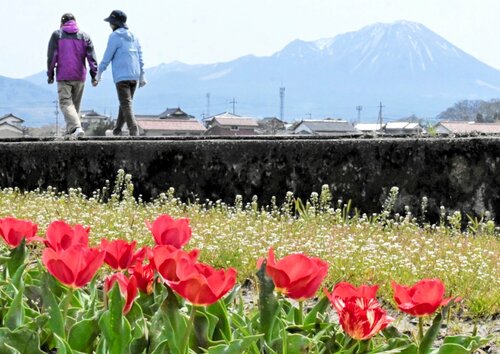 大山を背に咲く村花のチューリップ