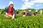 新茶を丁寧に手摘みする早乙女姿の女性ら＝２日、島根県出雲市園町