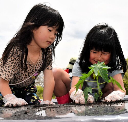 パパイアの苗に土をかぶせる子どもたち＝１０日、日野町久住