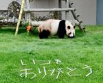 　「いつもありがとう」のメッセージなどを贈られたジャイアントパンダの良浜＝１２日午前、和歌山県白浜町のアドベンチャーワールド