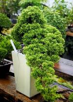 　盗まれた盆栽（警視庁提供）
