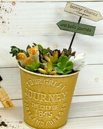 多肉植物イメージ