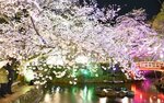 ぼんぼりや照明に照らされる満開のソメイヨシノ＝３日夜、倉吉市仲ノ町の打吹公園
