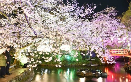 ぼんぼりや照明に照らされる満開のソメイヨシノ＝３日夜、倉吉市仲ノ町の打吹公園