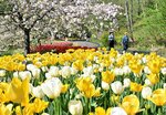 色とりどりのチューリップと遅咲きのサクラが共演する「花の谷」＝２１日、南部町のとっとり花回廊