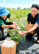 弾力性のある伯州綿を収穫する地域おこし協力隊＝４日、境港市中野町