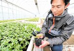 定植を控えて保管されている「倉皇サマー」の苗＝１０日、倉吉市国府のＪＡ鳥取中央総合育苗センター