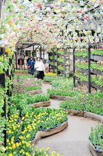 チューリップのトンネルを歩く来園者