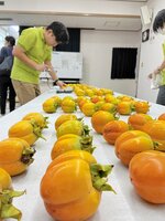  生産者から持ち込まれた西条柿の大きさを調べる職員＝２５日、北栄町の鳥取県園芸試験場 