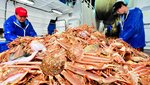 ズワイガニの仕分けをする漁船の乗組員。今年の資源量は雄が例年並み、雌が例年をやや上回ると想定される＝昨年１１月、但馬沖の日本海