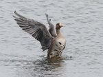 米子水鳥公園提供