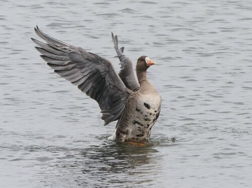 米子水鳥公園提供