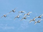 米子水鳥公園上空を舞うコハクチョウの群れ＝１２日、鳥取県米子市彦名新田（同園提供）