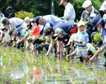 整然と　参加者によって丁寧に植えられていく苗