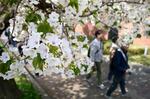 　大阪市北区の造幣局で始まった「桜の通り抜け」＝５日午前