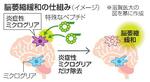 　脳萎縮緩和の仕組み（イメージ）