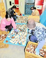 シイタケを裏返して乾燥機に入れる作業に取り組む地元住民ら＝１６日、新温泉町石橋の上山高原エコミュージアム
