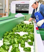 色や肉質など例年並みに仕上がったたじまピーマン＝５日、豊岡市但東町南尾