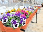 色とりどりのパンジーやビオラが並ぶ会場＝南部町のとっとり花回廊