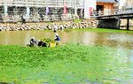 鳥取城跡の擬宝珠橋周辺に繁茂するヒシを取り除く造園業者＝５日、鳥取市の鳥取城跡