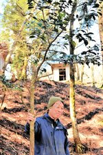 【ここにも痕跡】シカによって一定の高さまで葉が食べ尽くされたサカキの木