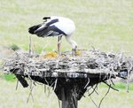 但馬地域で今シーズン初めてひなのふ化が推定された朝来市久田和の人工巣塔のコウノトリ（県立コウノトリの郷公園提供）