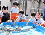 海の生き物に興味津々の園児たち＝１４日、香美町小代区実山の小代認定こども園