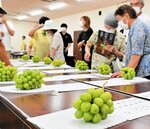 出来栄えを確認する生産者ら＝２６日、湯梨浜町久留のＪＡ鳥取中央羽合支所