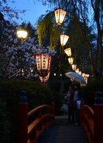 ぼんぼりが夜桜を照らす＝２０１３年３月29日、打吹公園