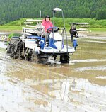 ブランド米「かにのほほえみ」の田植えを行う小谷直美さん＝９日、香美町香住区中野