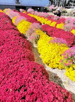 じゅうたんを敷き詰めたように咲くドーム菊＝７日、香美町村岡区寺河内