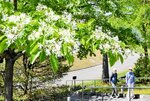白色の花を咲かせ見頃を迎えたナンジャモンジャ＝２日、鳥取県南部町のとっとり花回廊