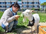 餌を与える環境大ヤギ部員