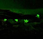 緑色に発光する粘菌（白石さん提供）