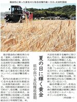 二条大麦の収穫作業・北栄町内（２０２４年６月６日）