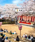 社日公園にある演舞場。満開の桜の下、市民らが安来節の披露を楽しんでいた