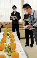 エリザベスメロンの出来栄えを確認する関係者ら＝２６日、琴浦町赤碕のＪＡ鳥取中央赤碕支所