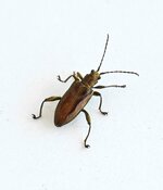 但馬地域では６７年ぶりに確認された希少昆虫のキンイロネクイハムシ