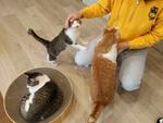 　「あわねこ保育園」の猫＝４月、徳島市