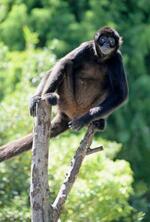 　江戸川区自然動物園のクモザル＝東京都江戸川区