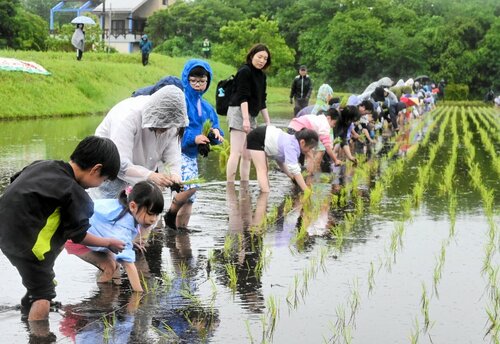 膝まで田んぼに漬かり、一列になって苗を植えていく参加者