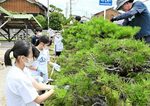 地域の人たちと一緒にクロマツの芽摘み作業に取り組む生徒たち＝２４日、米子市淀江町西原の淀江中