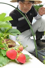 真っ赤に熟れて旬を迎えた氷ノ山の夏イチゴ＝３１日、若桜町※米 