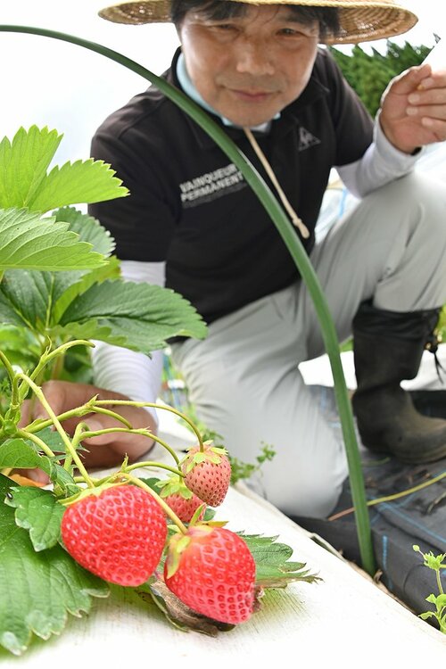 真っ赤に熟れて旬を迎えた氷ノ山の夏イチゴ＝３１日、若桜町※米 