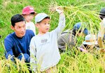 刈り取った稲を手にする園児