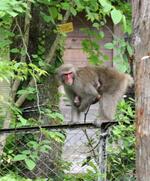 　払沢の滝入り口周辺で出迎えてくれたサルの親子＝東京都檜原村
