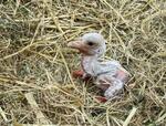　兵庫県豊岡市の県立コウノトリの郷公園で生まれたコウノトリのひな＝５月（同公園提供）
