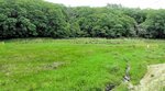 本来は見頃の時季だが、今年は花が咲かず一面緑色となった＝５月２７日、岩美町唐川（町提供）