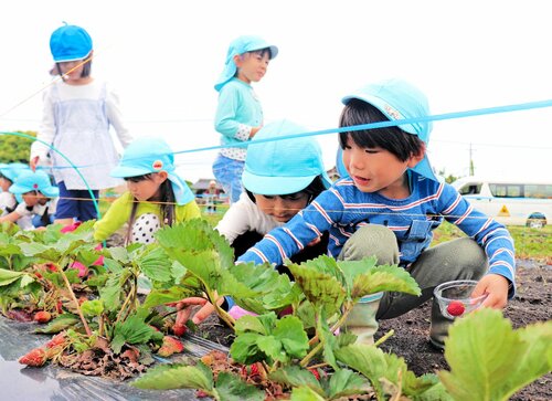 真っ赤に実ったイチゴに手を伸ばす園児