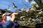 二十世紀梨の親木の花に筆で花粉を付ける参加者＝１１日、鳥取市桂見のとっとり出合いの森